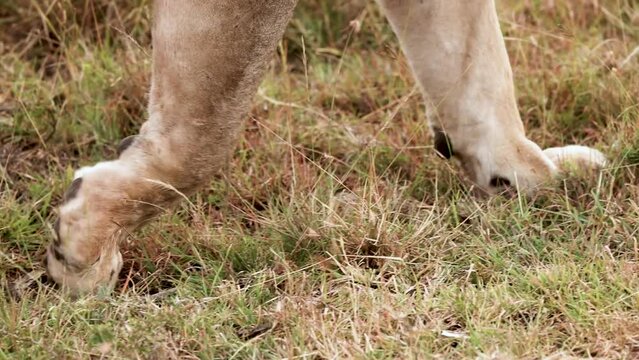 Close up, slow motion video of the paws of a male lion walking through the Kenya savannah