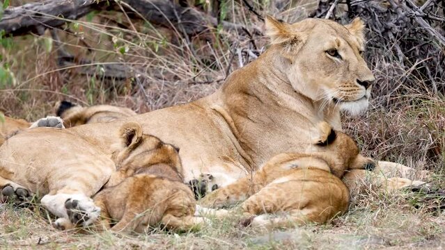 A mother lion with her cubs in the Kenya savannah
