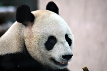 giant panda eating bamboo