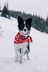 dog in snow border-collie