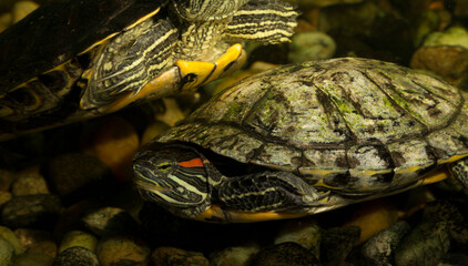 Red-eared terrapin (Trachemys scripta elegans) is a subspecies of the pond slider, a semiaquatic...