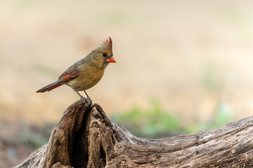 Female Cardinal Perched on Tree Stump