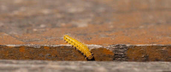Cladius grandis. Tenthredinidae is the largest family of sawflies. Sawflies are the insects of the...
