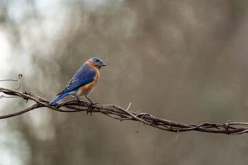 Bluebird Perched on Vine
