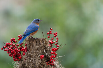 Bluebird Perched on Tree Stump with Red Berries