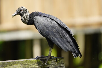 Black Vulture (Coragyps atratus) Cathartidae family. Amazonas, Brazil.