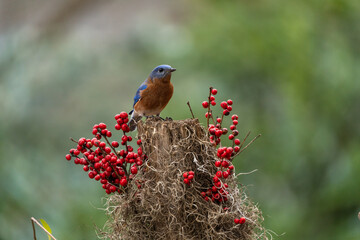 Bluebird Perched on Tree Stump with Red Berries