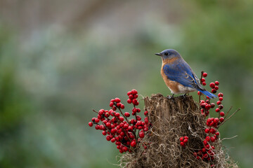 Bluebird Perched on tree Stump with Red Berries