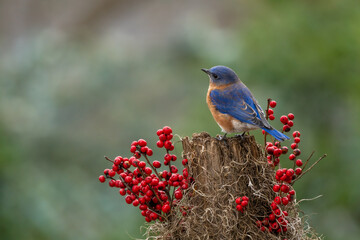 Bluebird Perched on tree Stump with Red Berries