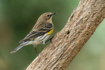 Yellow-rumped Warbler Perched on Tree Branch