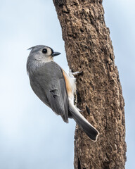 Tufted Titmouse Perched on Tree Branch