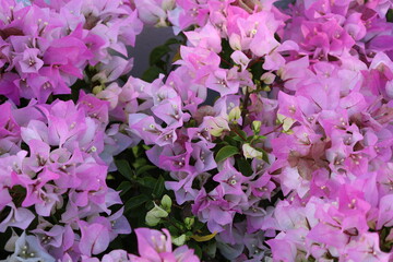 Delicate light pink bougainvilleas closeup
