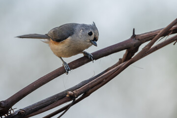 Tufted Titmouse Perched on Tree Branch