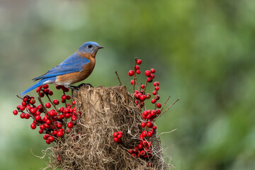 Bluebird Perched on tree Stump with Red Berries
