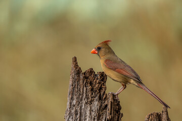 Female Cardinal Perched on Tree Stump