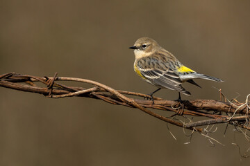 Yellow-rumped Warbler Perched on a vine