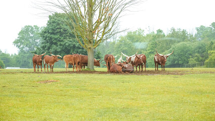Herd of Watusi resting and lying under the tree in the safari zo park. Watusi longhorn bull eating grass. Group of exotic cows.