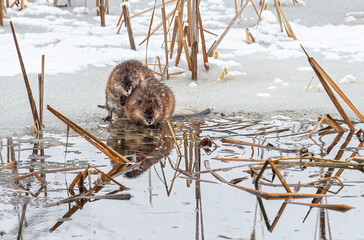 muskrats eating and playing on the edge of the ice in a pond in winter