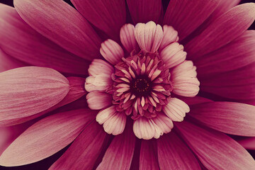 Zinnia flower closeup, Generative AI