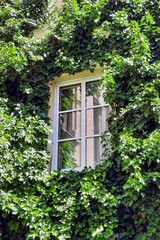 Beautiful modern window surrounded by greenery