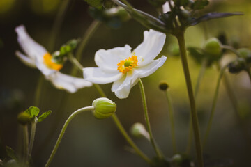 Obraz na płótnie Canvas Anemone japonica Honorine Jobert wallpaper. Beautiful white flowers petals close up grow in botanical garden in spring, summer day. Great depth of field. Blossoming plants on green natural background.
