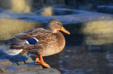 Wild duck mallard female standing on the rock ready to jump into the water of the park pond . Close up photo outdoors. free copy space