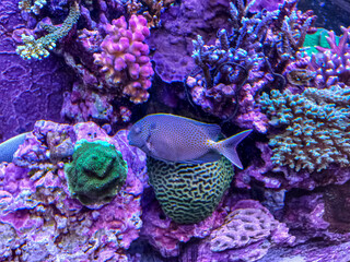 coral reef and fishes