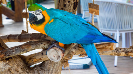 Macaw Parrots of the Dominican Republic