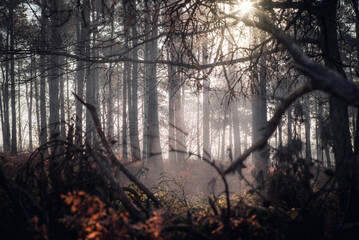 Misty morning in the forest on a cold morning