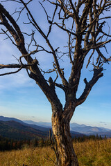 beautiful evening autumn mountain and dry tree trunk on mountainside Carpathian. Ukraine