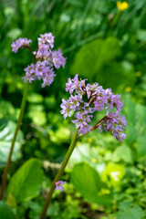 Close-up of badan Bergenia crassifolia blooming in a flower bed in May