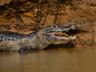 Caiman sunbathing on the river's shore in Pantanal, Brazil
