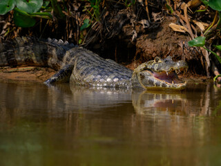 Caiman sunbathing on the river's shore in Pantanal, Brazil