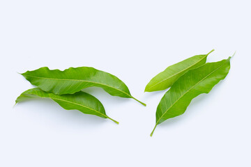 Mango leaves on white background.