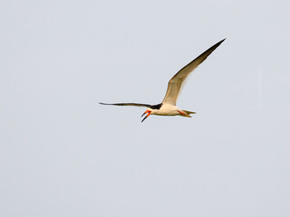 Black Skimmer in flight in Pantanal, Brazil 