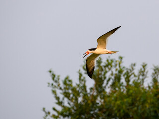 Black Skimmer in flight over trees in Pantanal, Brazil 
