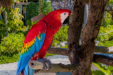 Macaw Parrots of the Dominican Republic