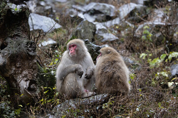 Japan Monkeys enjoy hot spring in Nagano