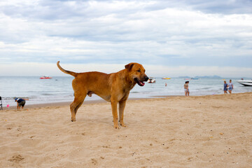 A dog walking on the beach.