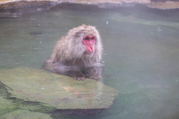 Japan Monkeys enjoy hot spring in Nagano