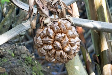 Fruit of a nipa palm, Nypa fruticans