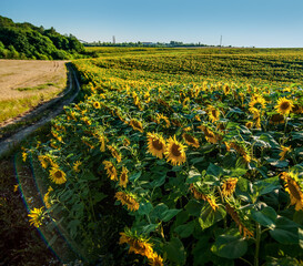 sunflower field, view of the hills from above, yellow rows, flashes of light