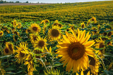 sunflower field on the hills, rows of yellow small lower head