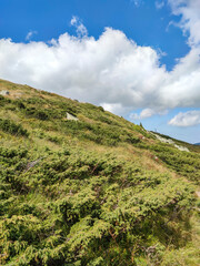 Fototapeta premium Autumn view of Vitosha Mountain, Bulgaria