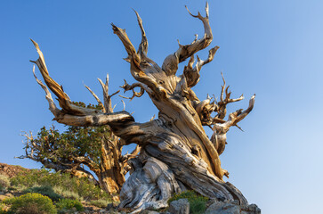 Tree at the Ancient Bristlecone Pine Forest in California.