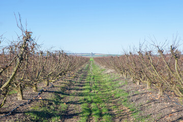Fruit trees plantation on winter