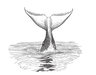 Whale tail in water sketch hand drawn Vector illustration