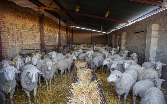 Flock of sheep in the stable about to go out to pasture