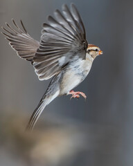 Side View of Chipping Sparrow Hovering in Mid Air with Wings Unfurled