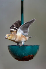 American Goldfinch Flexing Its Wings in Show of Defense of Its Position in a Small Bird Feeder